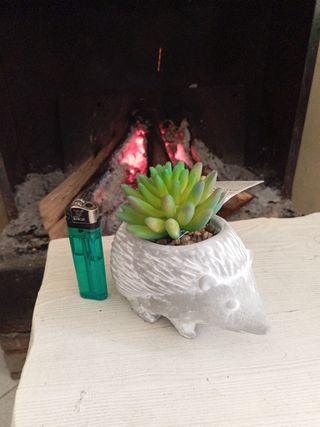 Puercoespin maceta de Piedra