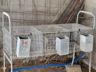 Jaulas para conejos