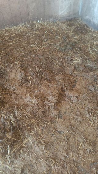 Estiercol de caballo