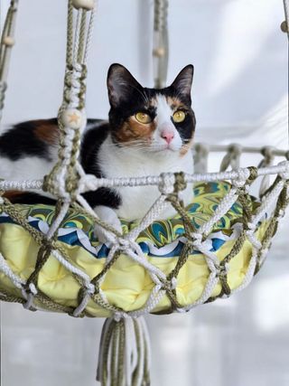 Hamaca gato XL
