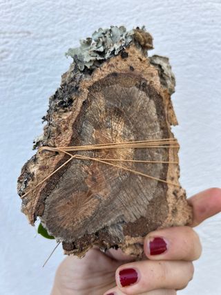 Orquidea Sedirea japonica en alcornoque