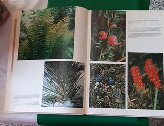 HERBS OTHER MEDICINAL PLANTS