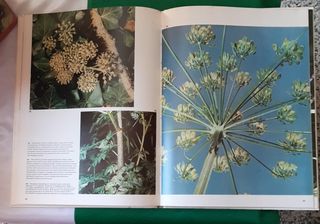 HERBS OTHER MEDICINAL PLANTS