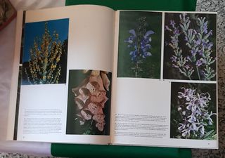 HERBS OTHER MEDICINAL PLANTS