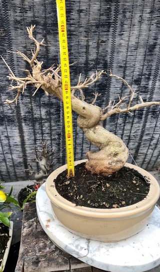 BONSAI GRANADO NEJIKAN JAPONES SHOHIN