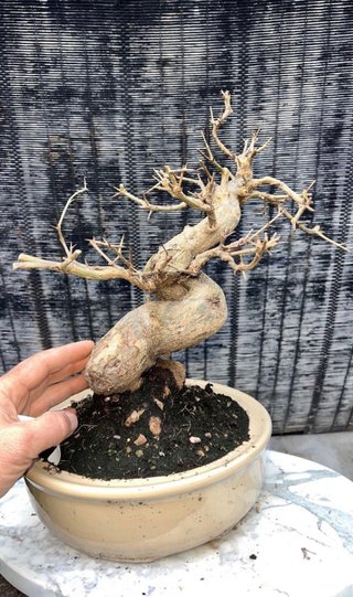 BONSAI GRANADO NEJIKAN JAPONES SHOHIN