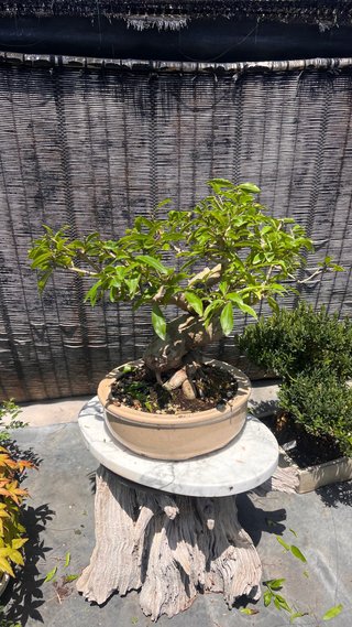BONSAI GRANADO NEJIKAN JAPONES SHOHIN