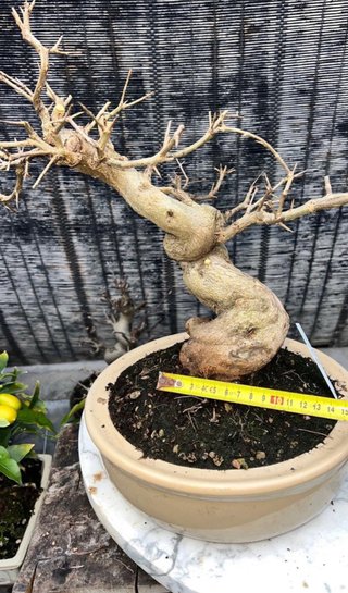BONSAI GRANADO NEJIKAN JAPONES SHOHIN