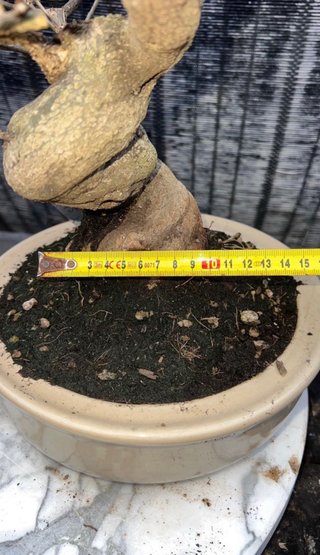 BONSAI GRANADO NEJIKAN JAPONES SHOHIN