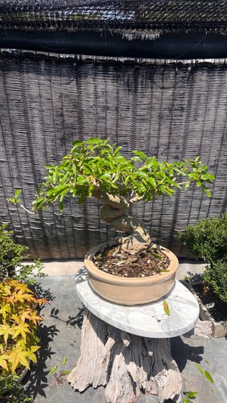 BONSAI GRANADO NEJIKAN JAPONES SHOHIN
