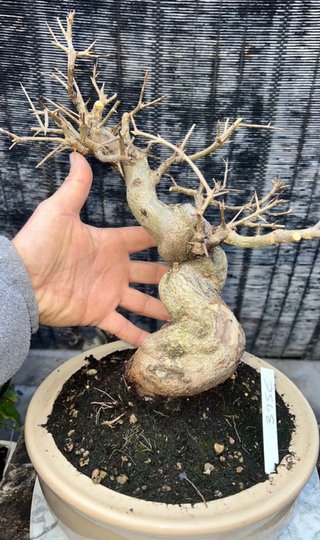 BONSAI GRANADO NEJIKAN JAPONES SHOHIN