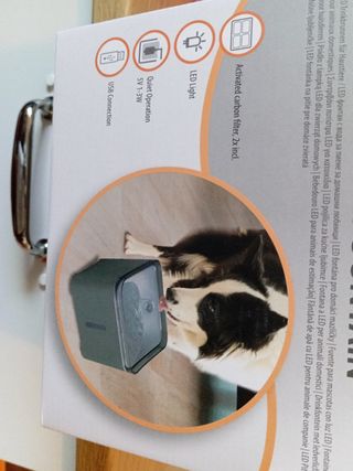 Fontanella acqua per gatti