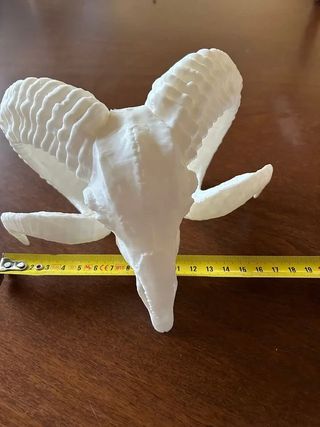 teschio ariete bianco