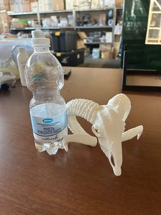 teschio ariete bianco