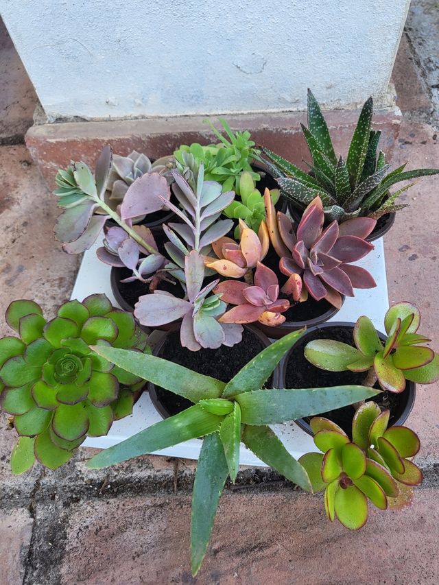 Lote 8 suculentas