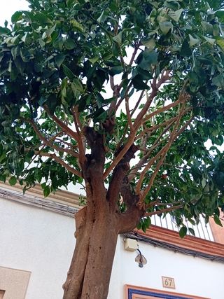 Mantenimiento jardineria