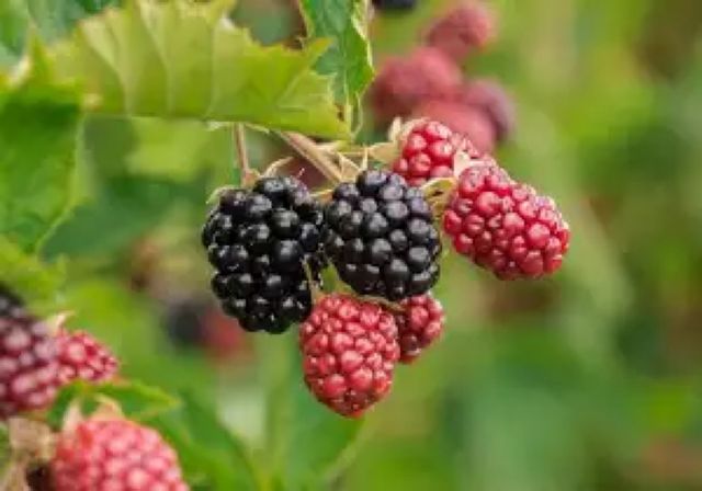 2 Moras de mas de 2 años con flores