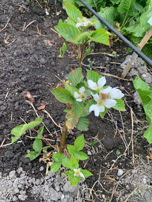 2 Moras de mas de 2 años con flores