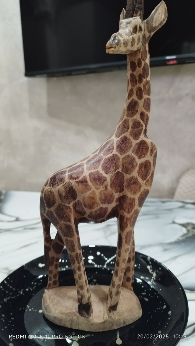 Giraffa africana 
