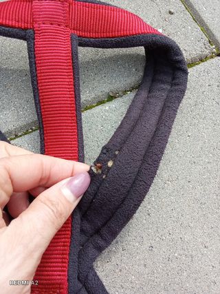 Coleira para cães tamanho médio