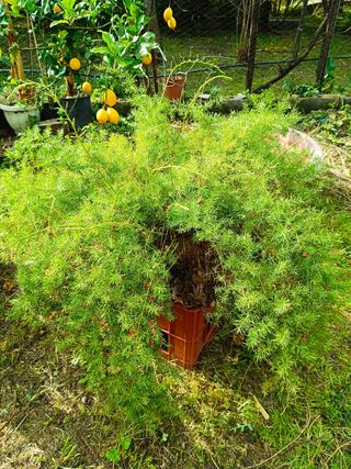 Asparagus aethiopicus