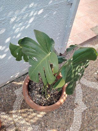 Plantas