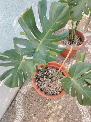 Plantas