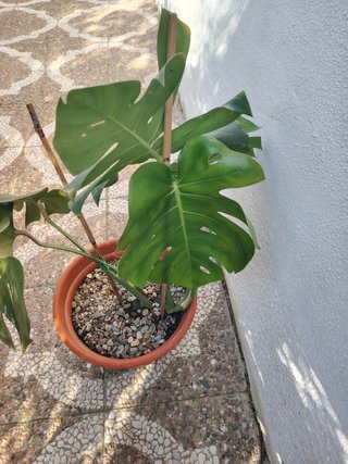 Plantas