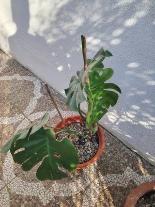 Plantas