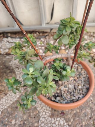 Planta