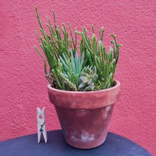 Surtido de plantas en maceta barro