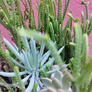 Surtido de plantas en maceta barro
