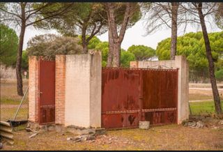 Finca rustica, pinar