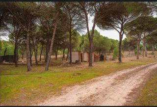 Finca rustica, pinar