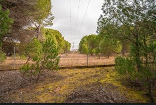 Finca rustica, pinar