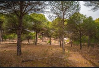 Finca rustica, pinar