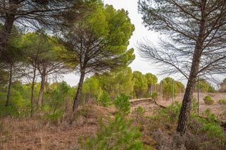Finca rustica, pinar
