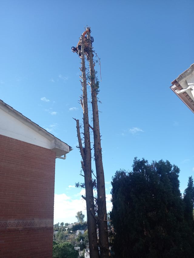 Limpieza de parcelas tala poda de árboles 