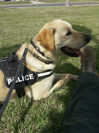 Adriestramiento canino 