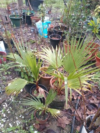 Todo mi vivero de arbolitos y plantas