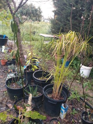 Todo mi vivero de arbolitos y plantas