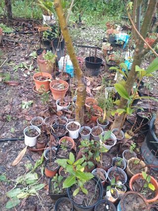 Todo mi vivero de arbolitos y plantas