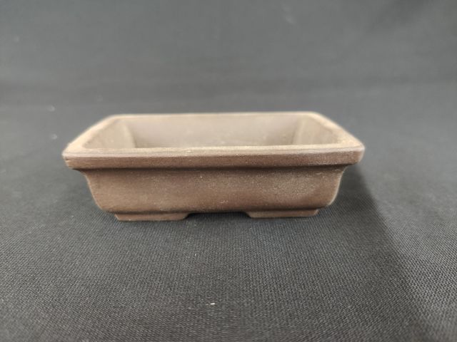 Maceta bonsai o plantas