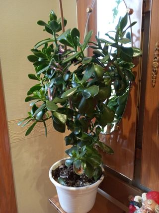 Planta 