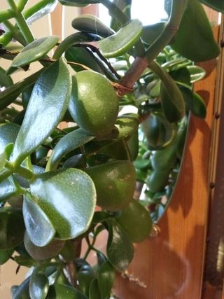 Planta 