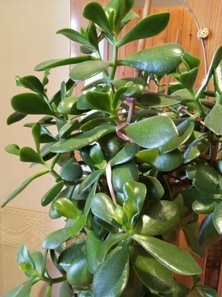 Planta 