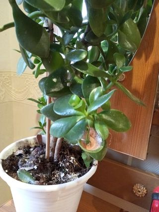Planta 