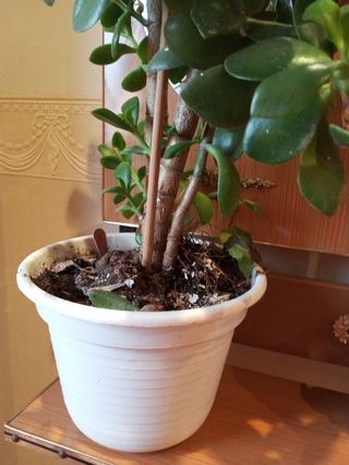 Planta 