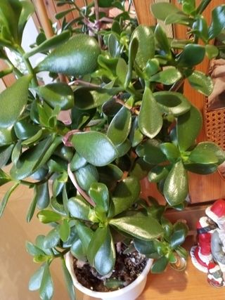 Planta 