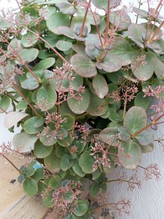 Planta 